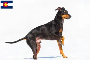 Read more about the article Manchester Terrier breeders and puppies in Colorado