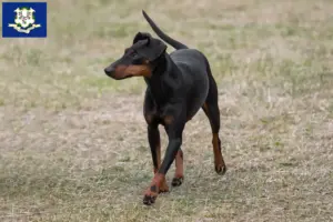 Read more about the article Manchester Terrier breeders and puppies in Connecticut