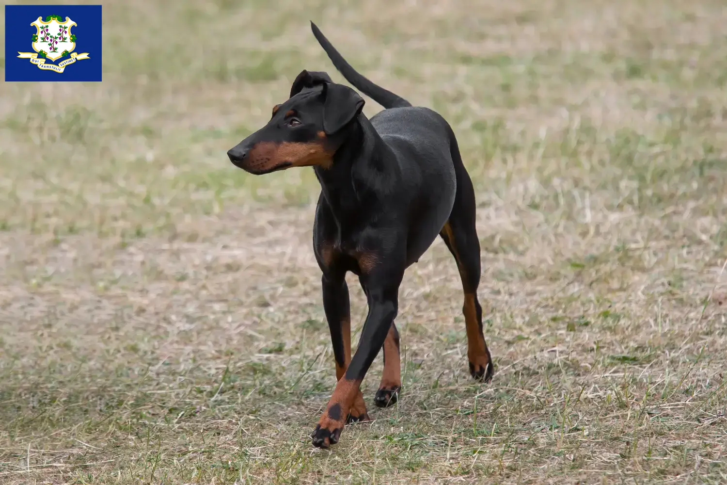 Manchester Terrier puppies and breeders Connecticut Find Manchester Terrier breeders in Connecticut.