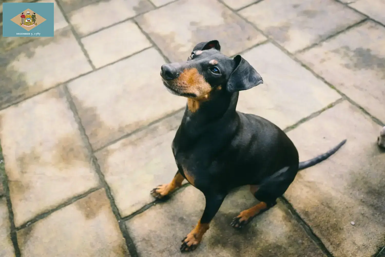 Manchester Terrier puppies and breeders Delaware Find Manchester Terrier breeders in Delaware here.