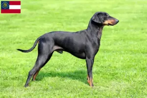 Read more about the article Manchester Terrier breeders and puppies in Georgia