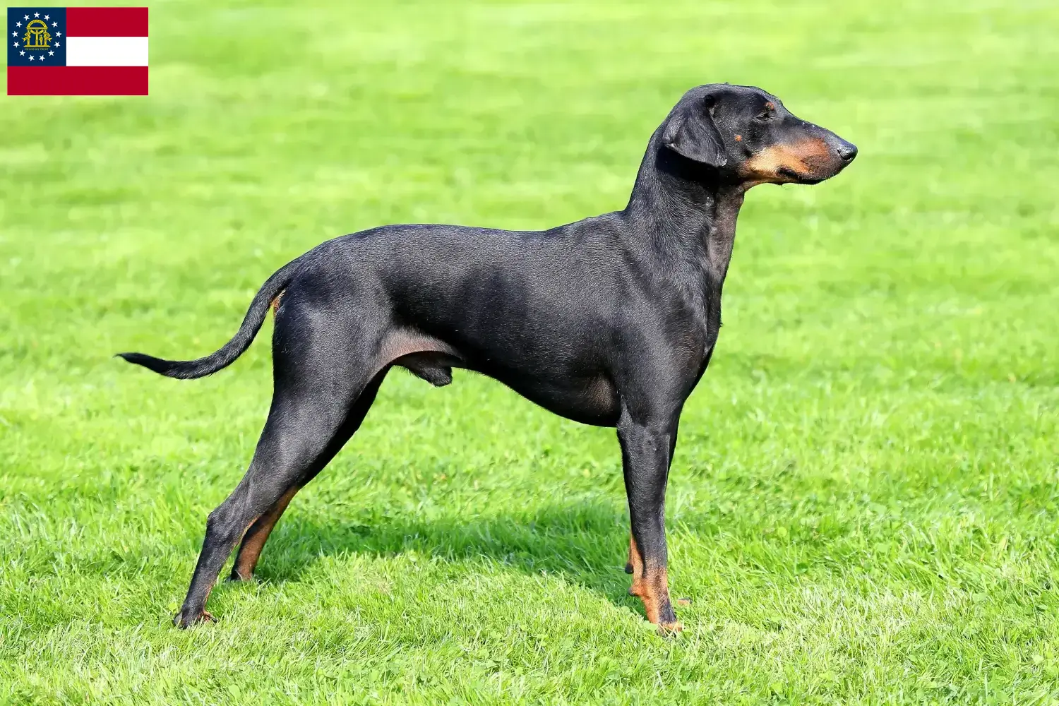 Manchester Terrier puppies and breeders Georgia Find Manchester Terrier breeders in Georgia here.