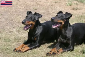 Read more about the article Manchester terrier breeders and puppies in Hawaii