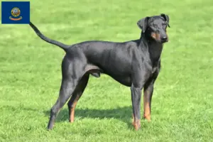 Read more about the article Manchester Terrier Breeders and Puppies in Idaho