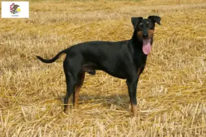 Read more about the article Manchester Terrier Breeders and Puppies in Illinois