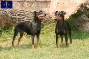 Read more about the article Manchester Terrier Breeders and Puppies in Indiana