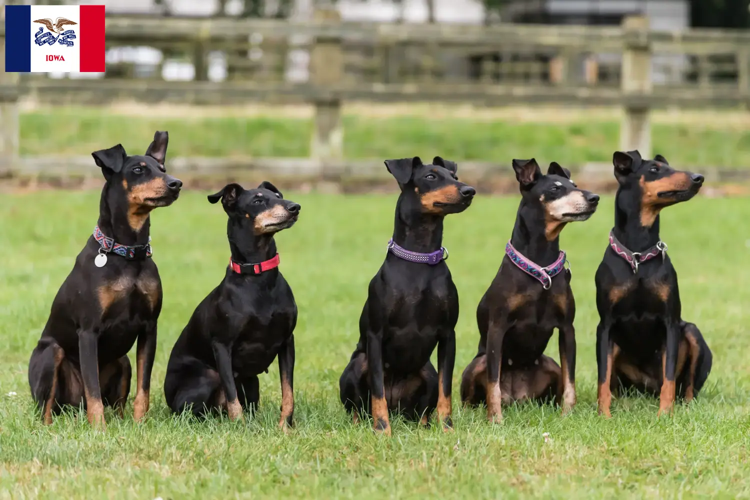 Read more about the article Manchester Terrier Breeders and Puppies in Iowa