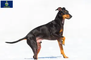 Read more about the article Manchester Terrier breeders and puppies in Kansas