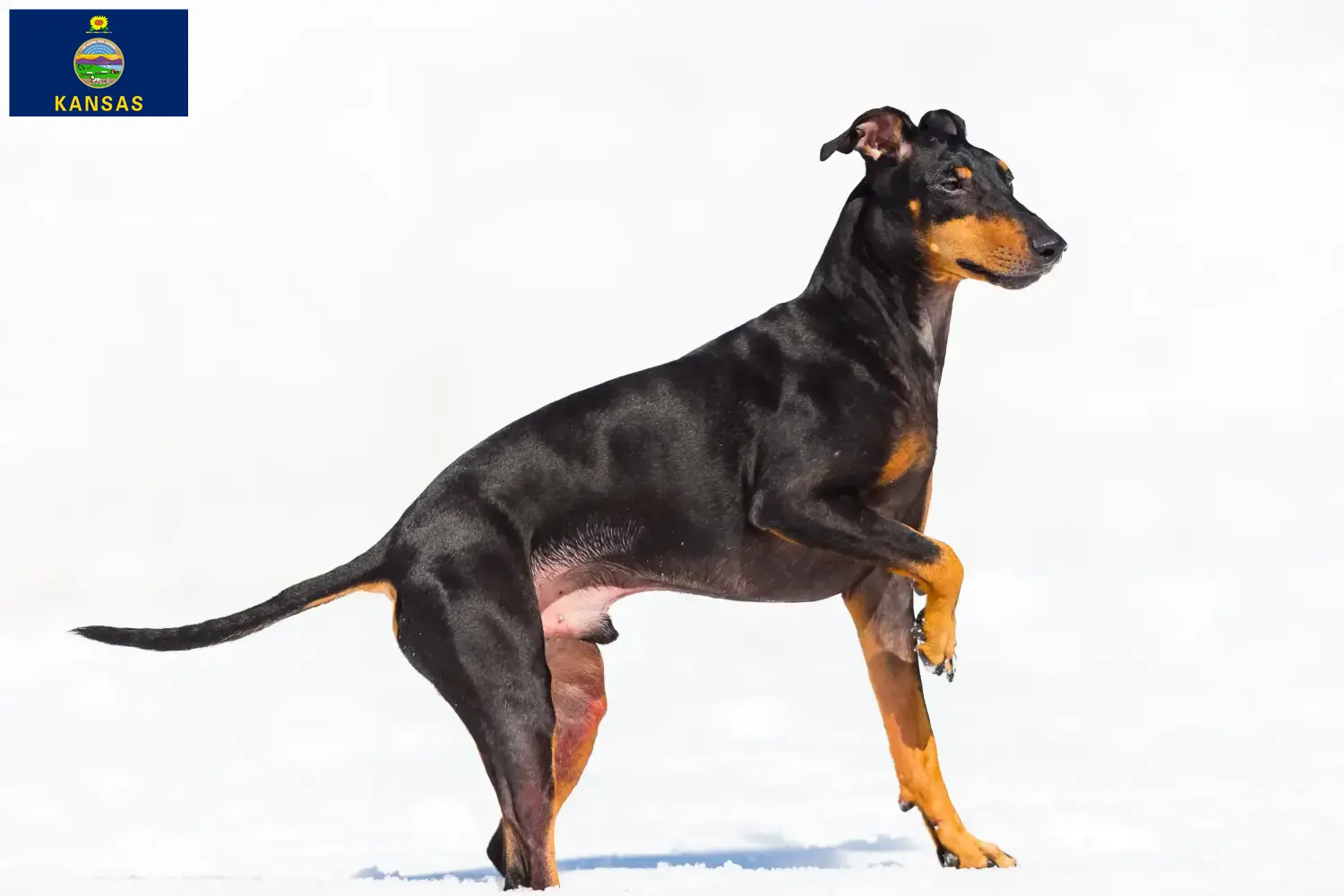 Manchester Terrier puppies and breeders Kansas Find Manchester Terrier breeders in Kansas here.
