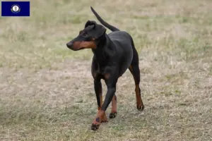 Read more about the article Manchester Terrier breeders and puppies in Kentucky