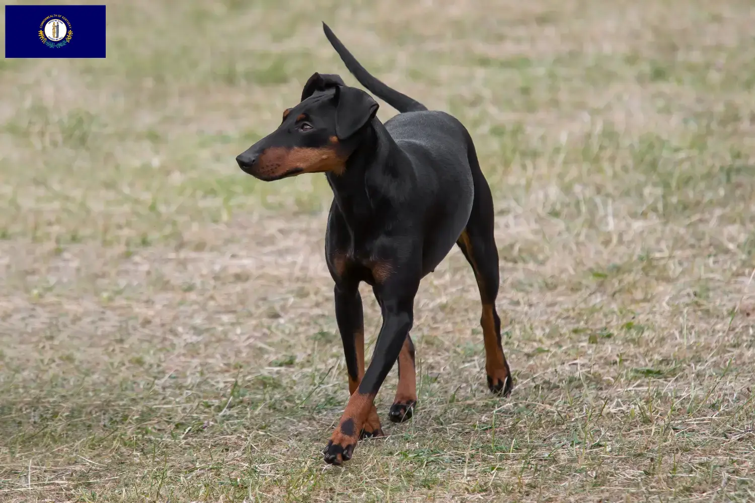 Manchester Terrier puppies and breeders Kentucky Find Manchester Terrier breeders in Kentucky.
