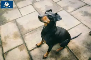 Read more about the article Manchester terrier breeders and puppies in Louisiana