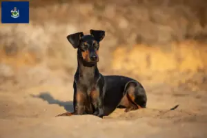 Read more about the article Manchester Terrier breeders and puppies in Maine