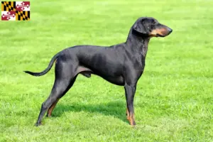 Read more about the article Manchester Terrier Breeders and Puppies in Maryland