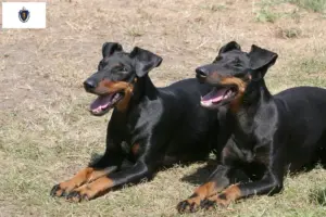 Read more about the article Manchester Terrier Breeders and Puppies in Massachusetts