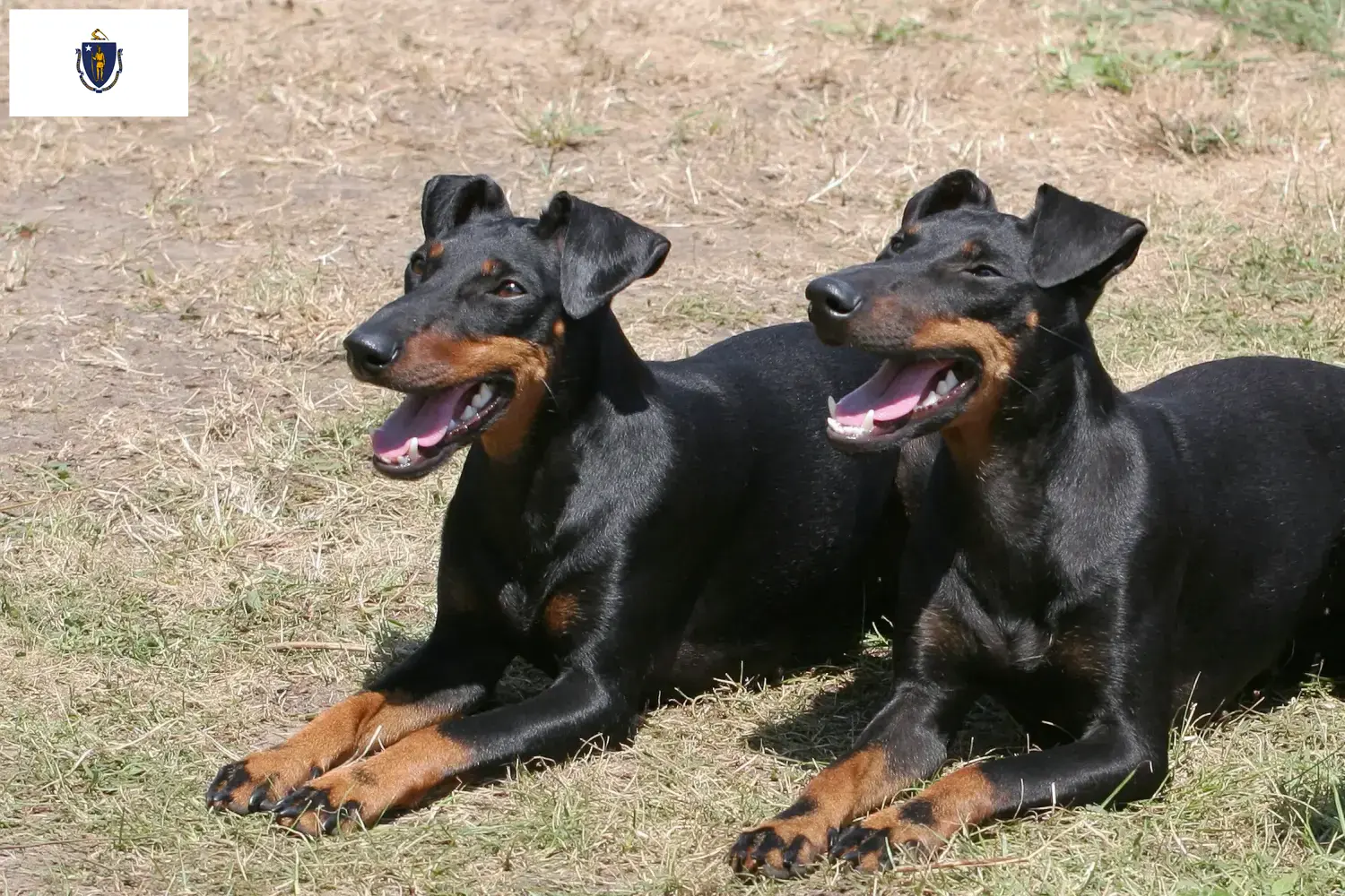 Manchester Terrier puppies and breeders Massachusetts Find Manchester Terrier breeders in Massachusetts.