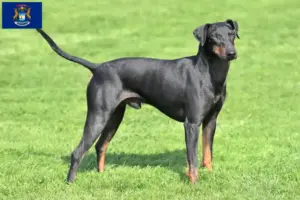 Read more about the article Manchester terrier breeders and puppies in Michigan