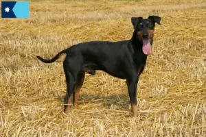 Read more about the article Manchester terrier breeders and puppies in Minnesota
