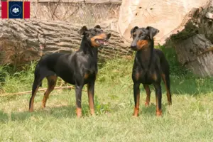 Read more about the article Manchester Terrier Breeders and Puppies in Mississippi