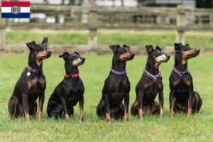 Read more about the article Manchester Terrier Breeders and Puppies in Missouri