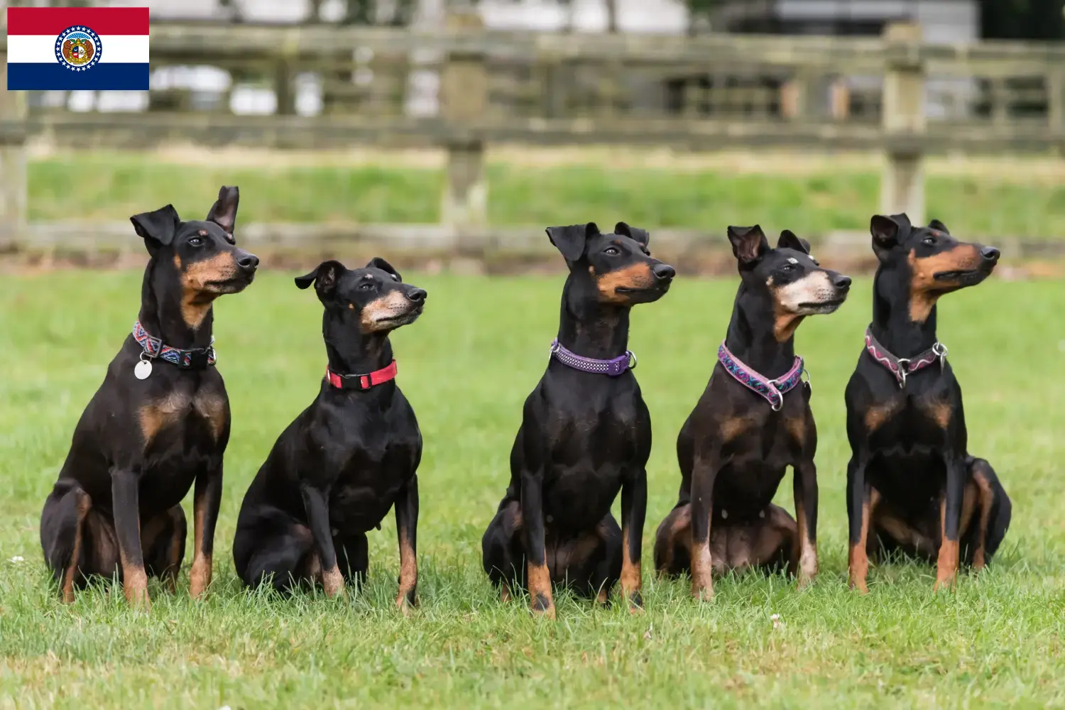 Manchester Terrier puppies and breeders Missouri Find Manchester Terrier breeders in Missouri here.