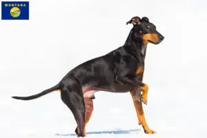 Read more about the article Manchester Terrier Breeder and Puppies in Montana