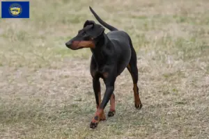 Read more about the article Manchester Terrier Breeders and Puppies in Nebraska