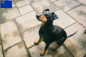 Read more about the article Manchester Terrier Breeders and Puppies in Nevada
