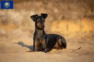 Read more about the article Manchester Terrier Breeder and Puppies in New Hampshire