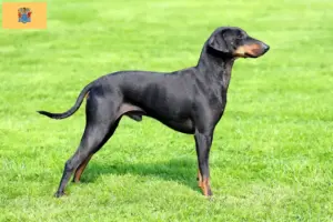 Read more about the article Manchester Terrier Breeder and Puppies in New Jersey