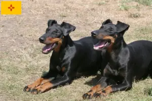 Read more about the article Manchester Terrier Breeders and Puppies in New Mexico