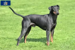 Read more about the article Manchester Terrier Breeder and Puppies in New York