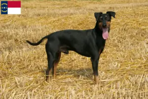 Read more about the article Manchester Terrier Breeders and Puppies in North Carolina