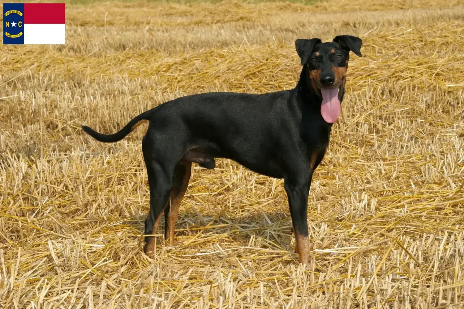 Manchester Terrier puppies and breeders North Carolina Find Manchester Terrier breeders in North Carolina.