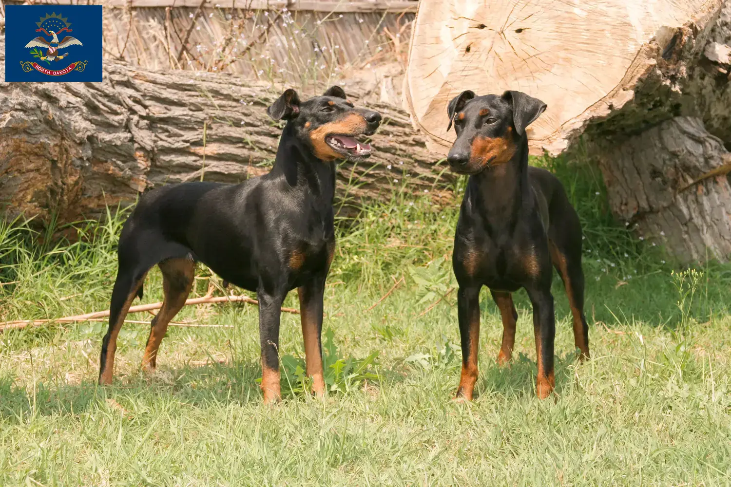 Manchester Terrier puppies and breeders North Dakota Find Manchester Terrier breeders in North Dakota.