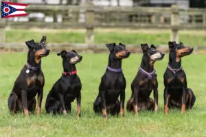 Read more about the article Manchester Terrier breeders and puppies in Ohio