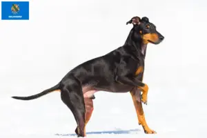 Read more about the article Manchester Terrier Breeders and Puppies in Oklahoma