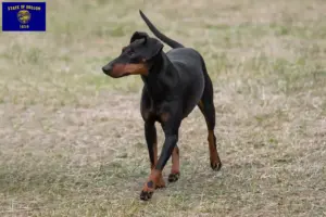 Read more about the article Manchester Terrier breeders and puppies in Oregon
