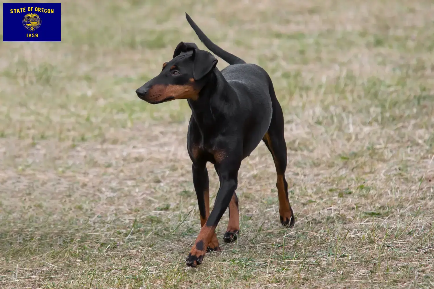 Manchester Terrier puppies and breeders Oregon Find Manchester Terrier breeders in Oregon here.