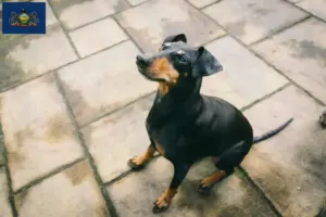 Read more about the article Manchester Terrier Breeder and Puppies in Pennsylvania