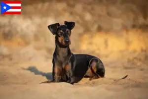 Read more about the article Manchester Terrier breeders and puppies in Puerto Rico