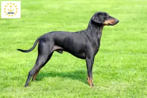 Read more about the article Manchester Terrier Breeders and Puppies in Rhode Island