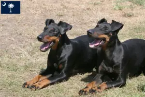 Read more about the article Manchester Terrier Breeders and Puppies in South Carolina