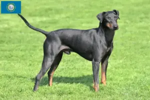 Read more about the article Manchester Terrier Breeders and Puppies in South Dakota