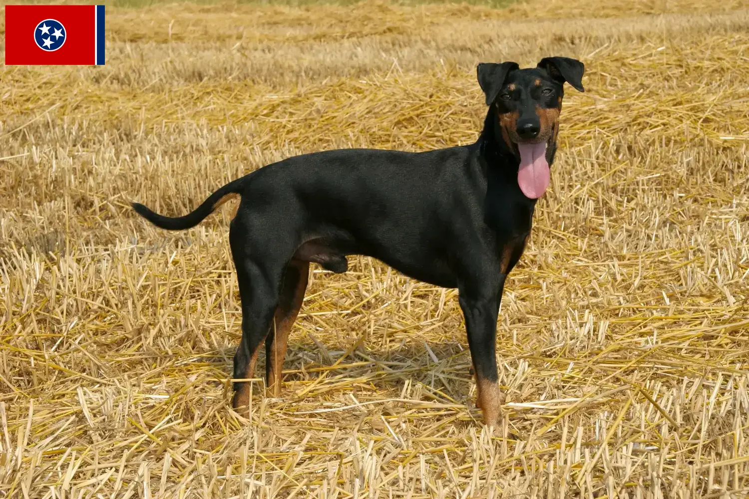 Manchester-Terrier puppies and breeder Tennessee Find Manchester Terrier breeders in Tennessee.