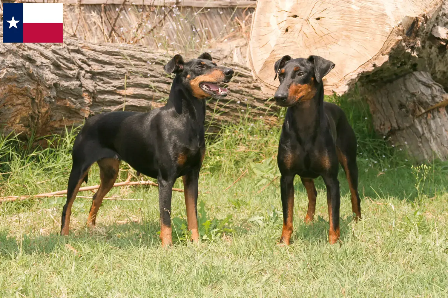 Read more about the article Manchester Terrier breeders and puppies in Texas