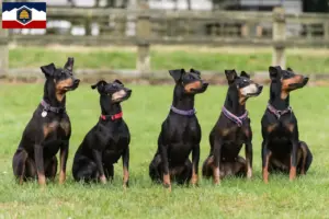 Read more about the article Manchester Terrier breeders and puppies in Utah