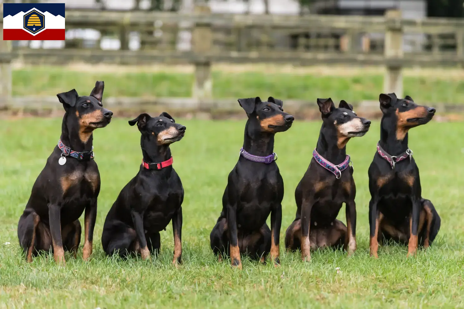 Manchester Terrier puppies and breeders Utah Find Manchester Terrier breeders in Utah.
