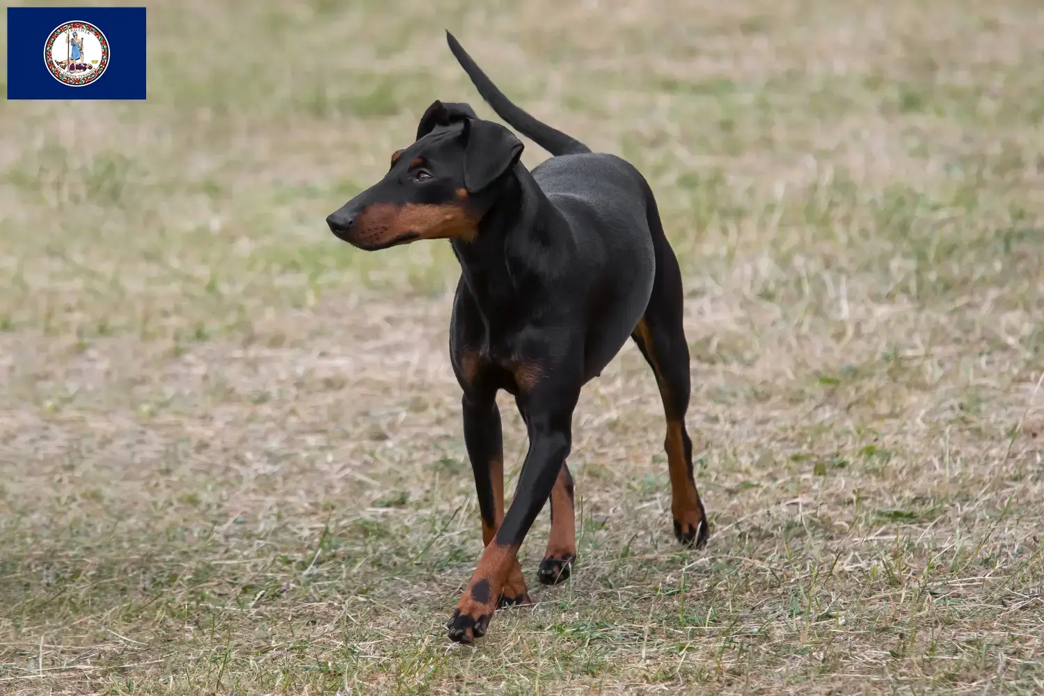 Manchester Terrier puppies and breeder Virginia Find Manchester Terrier breeders in Virginia.