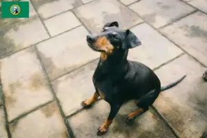 Read more about the article Manchester Terrier breeders and puppies in Washington